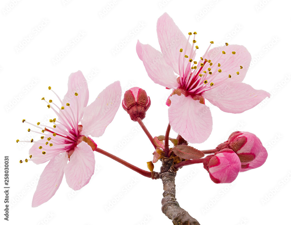 Cherry blossom branch, sakura flowers isolated on white background ...