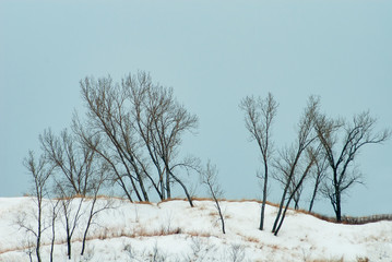 537-09 Dunes & Cottonwoods, Winter