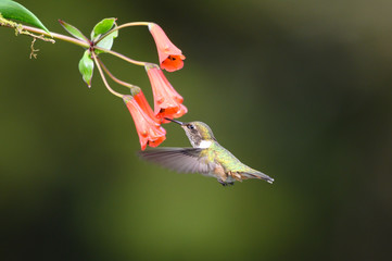 Blue hummingbird Violet Sabrewing flying next to beautiful red flower. Tinny bird fly in jungle. Wildlife in tropic Costa Rica. Two bird sucking nectar from bloom in the forest. Bird behaviour