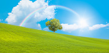 Beautiful Landscape With Green Grass Field And Lone Tree In The Background Amazing Rainbow