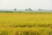  Yellow Green Rice Field. Autumn Rice Field Of Good Harvest. Agriculture. Harvesting Time. Farm, Paddy Field. Mature Harvest. Lush Gold Fields Of The Countryside. Organic Food.