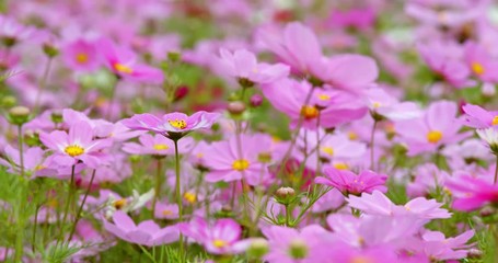 Sticker - Cosmos flowers in the garden