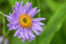 A Purple Daisy On Green Background After A Rain. Macro Photography. Drops Of Water On The Flower.