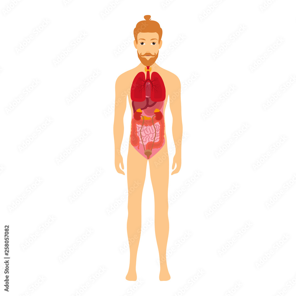 Diagram showing anatomy of human body Stock Vector | Adobe Stock, image size:1000x1000