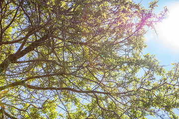 Almond tree fresh folliage against sun and blue clear sky background,