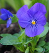 Beautiful  and showy Blue Garden Pansy close up.