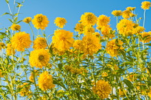 Bright Yellow Flowers Golden Balloons Against Blue Sky
