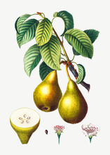 Pears On A Branch