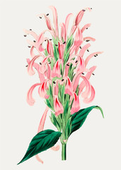 Poster - Flamingo flower