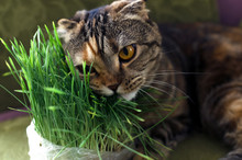 Brown Scottish Fold Cat Is Eating A Green Grass When Is Lying On An Armchair.