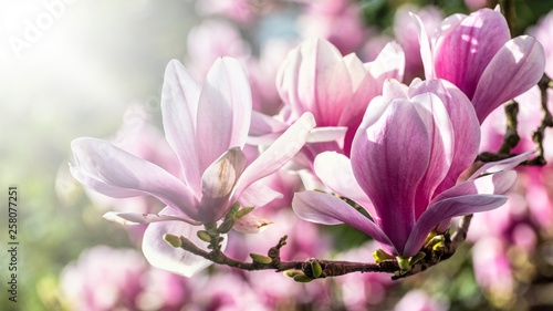 Dekoracja na wymiar  magnolia-kwitnie-w-tylnym-swietle