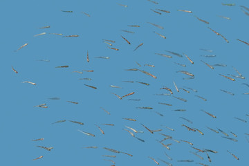 Poster - shoal of fish