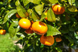 Mandarynki sad drzewo mandarynkowe owoce rosnące na  drzewie