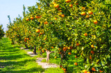 Fototapeta Na sufit - Mandarynki sad drzewo mandarynkowe owoce rosnące na  drzewie