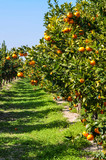 Fototapeta Na sufit - Mandarynki sad drzewo mandarynkowe owoce rosnące na  drzewie