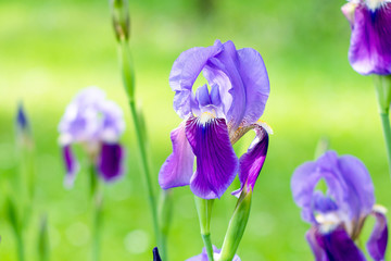 Fotomurales - Flower iris in the garden. Spring flower iris shot in clear sun on green background