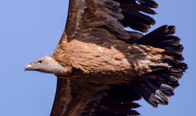 Vulture in simien mountain