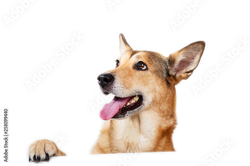 Cuadros en Lienzo Red hair dog sitting, looking at the camera, isolated on white