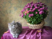 Still Life With Bouquet Of Pink Chrysanthemums And Little Gray Kitty