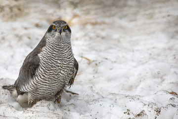 Wall Mural - hawk