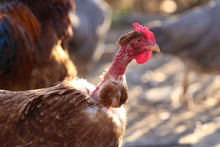 Portrait Of Banat Naked Neck Chicken