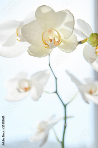 Dekoracja na wymiar  biale-orchidee-w-swietle-slonecznym-zielony-paczek-nowy-kwiat-motyl-makro-phalaenopsis
