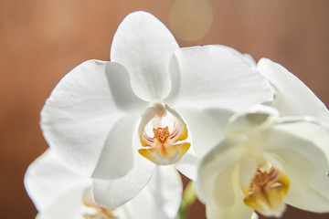  White orchids on sun light, the green bud, a new flower, a butterfly, macro, Phalaenopsis, Doritis, Grafia, Kingidium, Kingiella, Lesliea, Synadena, Stauroglottis, Stauritis, Polystylus, Polychilos