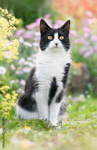 Cute Black And White Cat European Shorthair Sitting Attentively