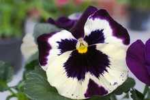 Flower, White, Pansy, Flowers, Nature, Animal, Purple, Cat, Rabbit, Spring, Garden, Violet, Pet, Plant, Isolated, Cute, Yellow, Black, Viola, Flora, Green, Bunny, Floral, 