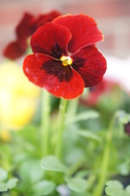 Pansy,red,flower, Red, Poppy, Nature, Flowers, Green, Plant, Garden, Tulip, Flora, Spring, Bloom, Poppies, Blossom, Macro, Summer, Beauty, Floral, Yellow, White, Beautiful, Isolated