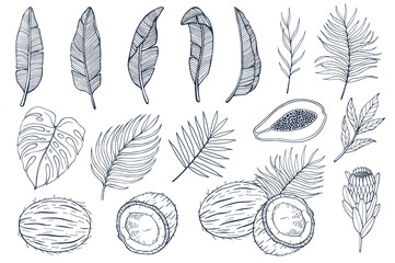Wall Mural - set with palm leaves and exotic fruits papayas, coconuts and exotic flovers, banana leaves. hand dra