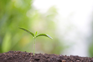 Young green plant with dew growing