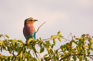 Wall Mural - Lilac Breasted Roller