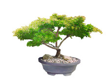Beautiful Ornamental Tree From Thailand, Green Topiary Tree, Green Leaves Ornamental Plant, Big Bonsai, Suitable For Use In Architectural Design Or Decoration Work Isolated On White Background.