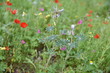 Wild plants in the field: Poppy, Lupinus pilosus, Bermuda Buttercup	