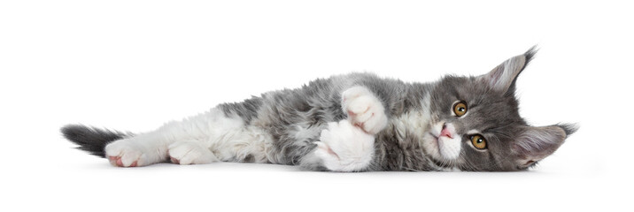 Charming cute blue with white Maine Coon cat kitten, laying down side ways. Looking at lens with smart brown eyes. Isolated on white background. Totally relaxed.