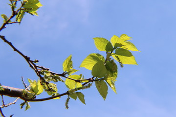 branch of a tree