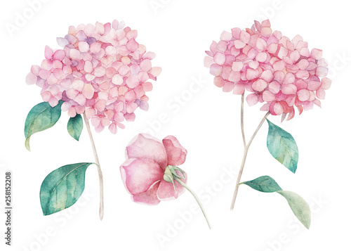 Watercolor hand drawn set. Flower hydrangea  and rose print. Botanical isolat...