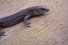 Large Lizard Close-up On A Wooden Board   