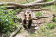 Eurasian Brown Bear (Ursus arctos arctos) approaching out of the woodlands