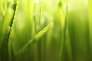  grass with water drops