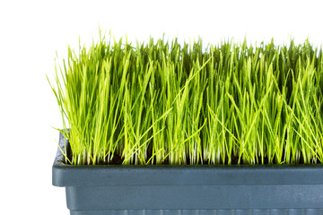 Fresh wheat grass isolated on white background