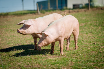 Canvas Print - Pigs on the farm. piglets