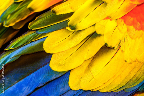 Close up of Scarlet Macaw macaw bird's feathers, exotic nature background and...