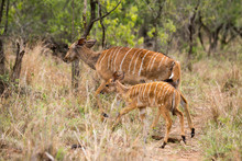 Nyala,Tragelaphus Angasii, Femelle Et Jeune, Parc National Kruger, Afrique Du Sud