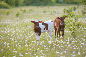 Two calves on a green chamomile meadow