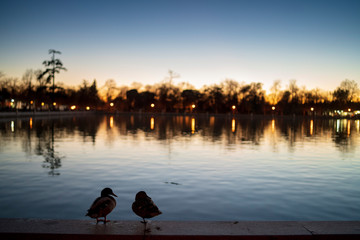 Two ducks on the largest lake in Retiro