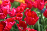 Fototapeta Tulipany - Red tulips in the spring garden. Easter background.