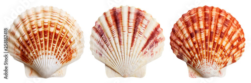 Cuadros en Lienzo Set of sea shells, isolated on white background
