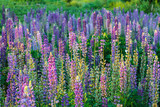 Fototapeta  - Field of Lupinus, commonly known as lupin or lupine